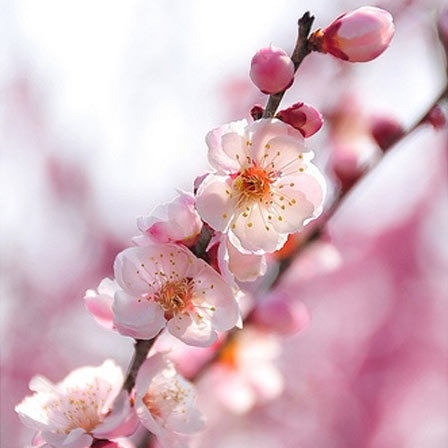 https://cookinwood.com/wp-content/webpc-passthru.php?src=https://cdn2.stylecraze.com/wp-content/uploads/2013/07/apple-blossom-flowers.jpg&nocache=1